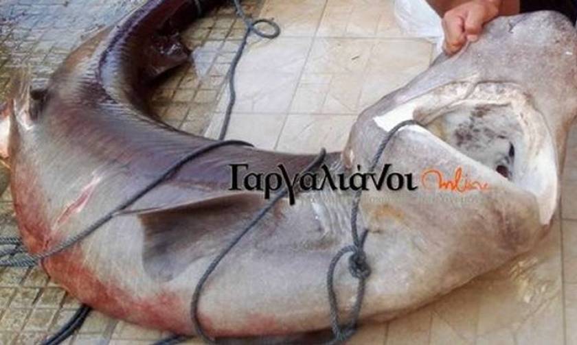 Καρχαρίας τριών μέτρων στο λιμάνι της Μαραθούπολης! (pic)