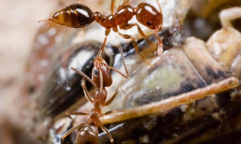 Προσοχή! Αν δείτε αυτά τα μυρμήγκια σπίτι σας τότε βρίσκεστε σε κίνδυνο