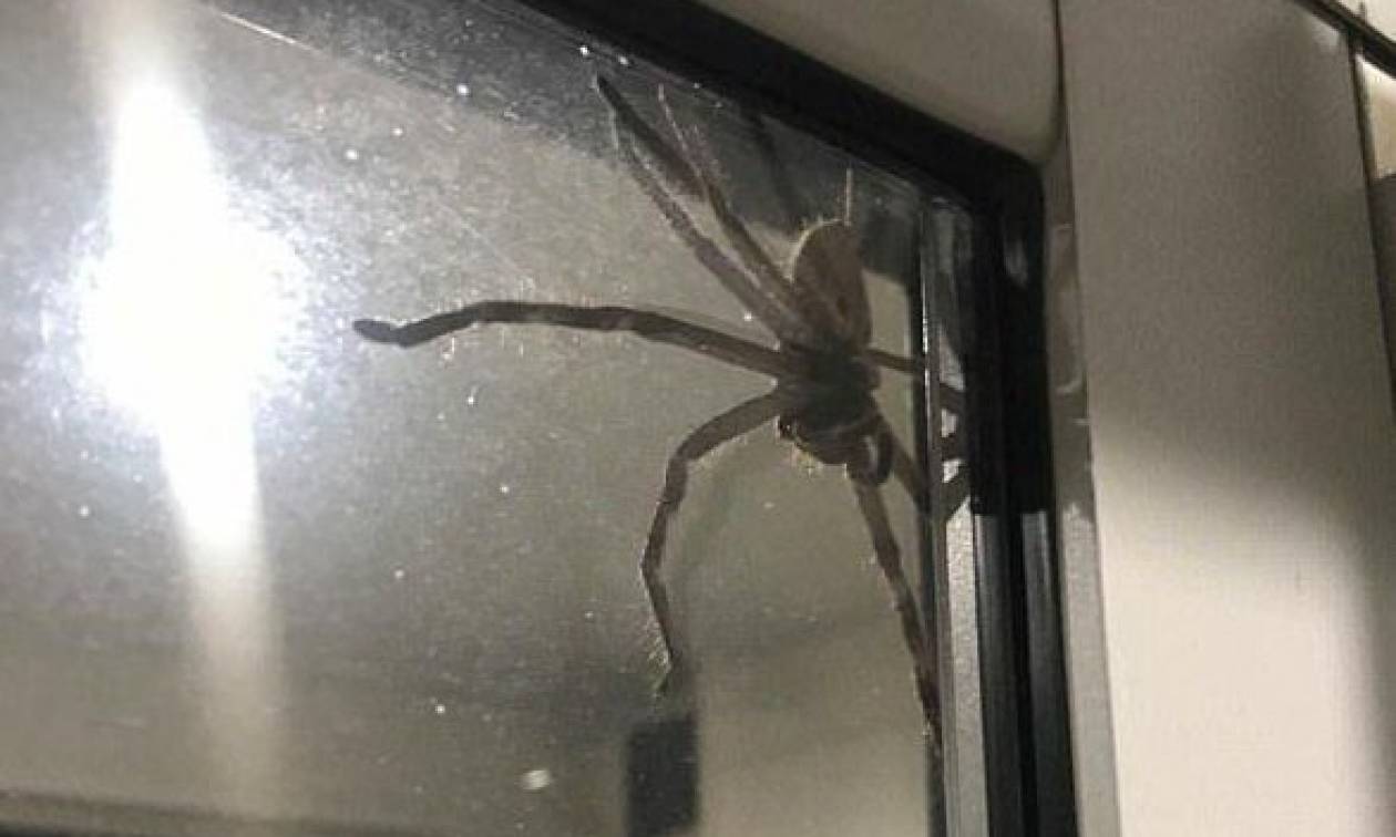 Τρόμος! Αν δείτε αυτή τη γιγαντιαία αράχνη σπίτι σας… απλά τρέξτε