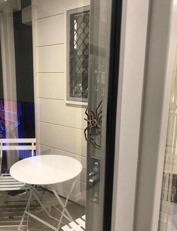 Τρόμος! Αν δείτε αυτή τη γιγαντιαία αράχνη σπίτι σας… απλά τρέξτε