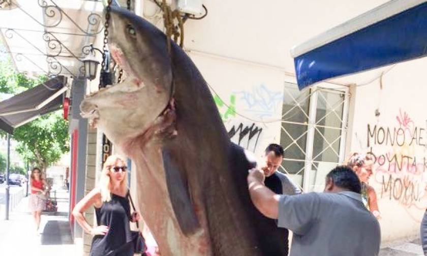 Απίθανη ψαριά στο Αγρίνιο: Έπιασαν «Κόπανο» 300 κιλών! (pics)