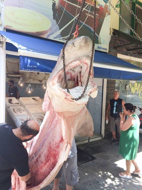 Απίθανη ψαριά στο Αγρίνιο: Έπιασαν «Κόπανο» 300 κιλών! (pics)