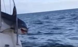 Τρομακτικό βίντεο: Καρχαρίας πήδηξε σε σκάφος και παγιδεύτηκε!