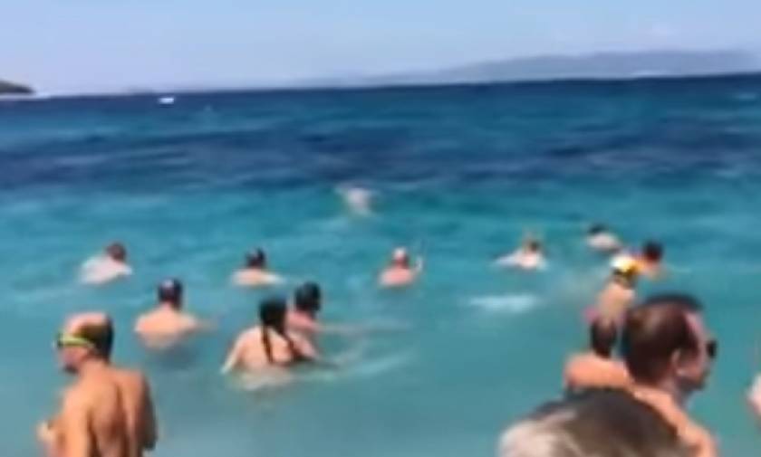 Πανικός σε παραλία της Σκοπέλου - Δελφίνι βγήκε στη στεριά (video)