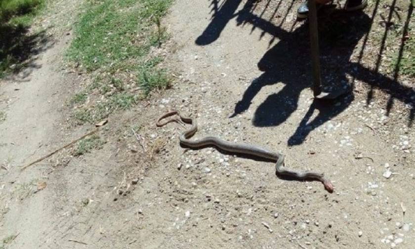 Τρόμος στη Λάρισα: Βρήκαν φίδι στην αυλή του σπιτιού τους (photos)