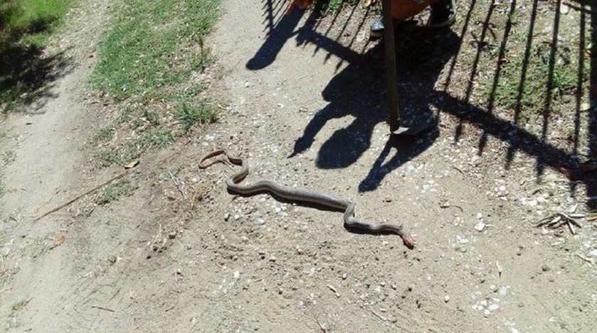 Τρόμος στη Λάρισα: Βρήκαν φίδι στην αυλή του σπιτιού τους (photos)