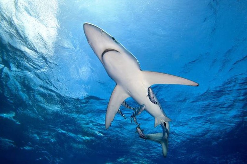 Βρετανία: Έπιασαν τον μεγαλύτερο μπλε καρχαρία στις ακτές της Κορνουάλης! (pics)