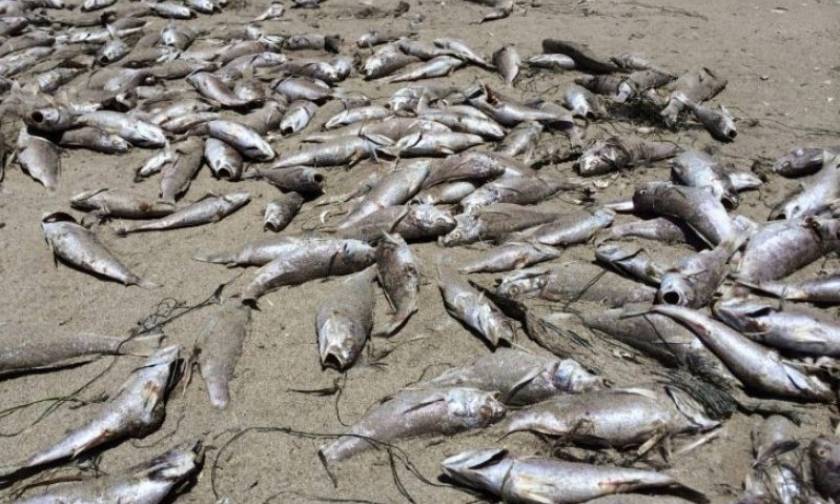 Λάρισα: Εκατοντάδες νεκρά ψάρια ξεβράστηκαν σε παραλία της Κουλούρας