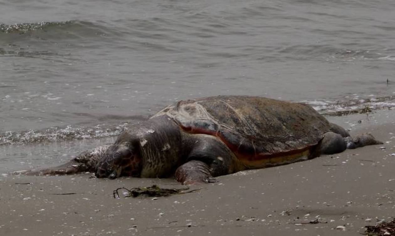 Φρίκη σε παραλία του Ηρακλείου: Αδίστακτοι αποκεφάλισαν χελώνα καρέτα-καρέτα