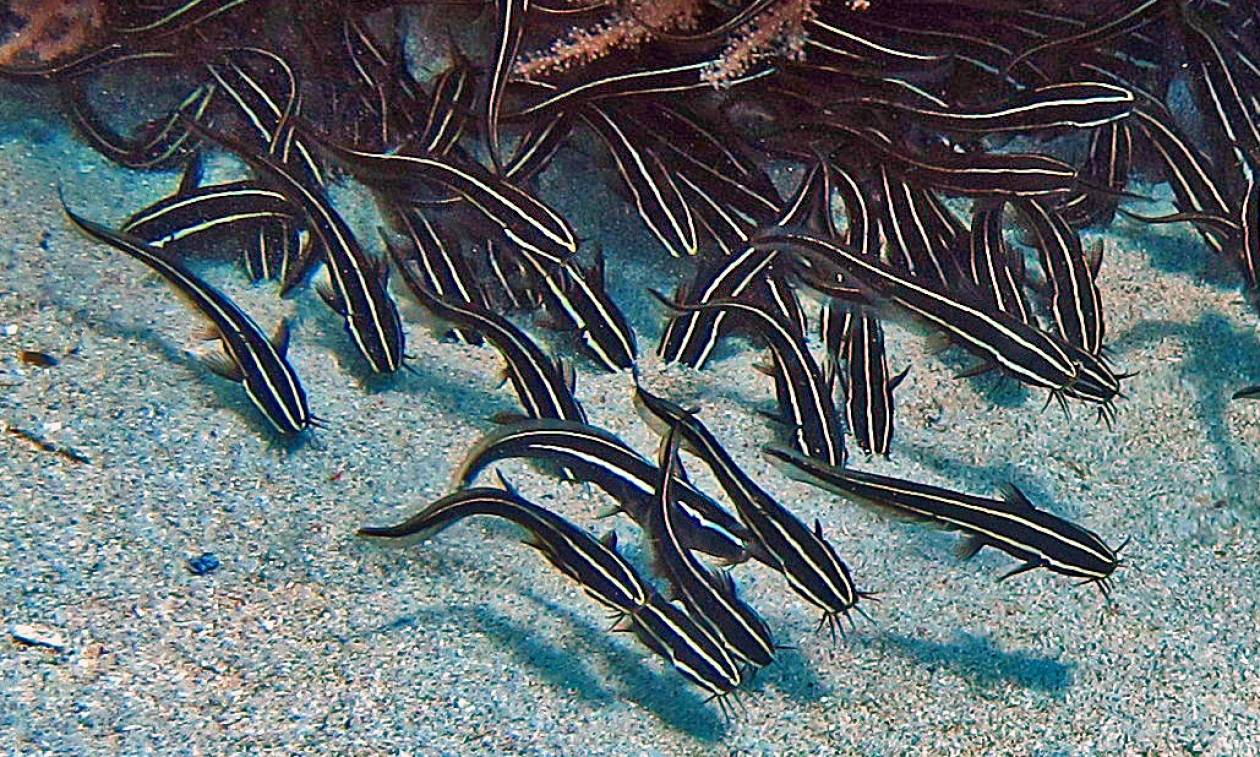 Συναγερμός στο Αιγαίο: Οι επιστήμονες προειδοποιούν για δηλητηριώδες ψάρι