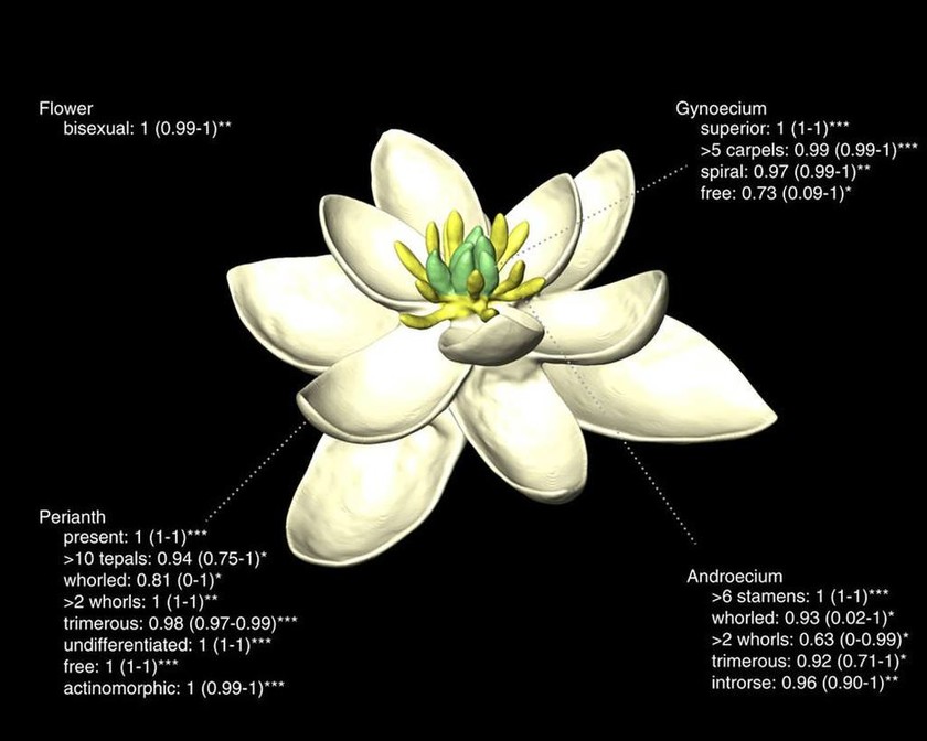 Αποκάλυψη: Έτσι έμοιαζε το πρώτο λουλούδι που άνθισε στον πλανήτη Γη (Pics)