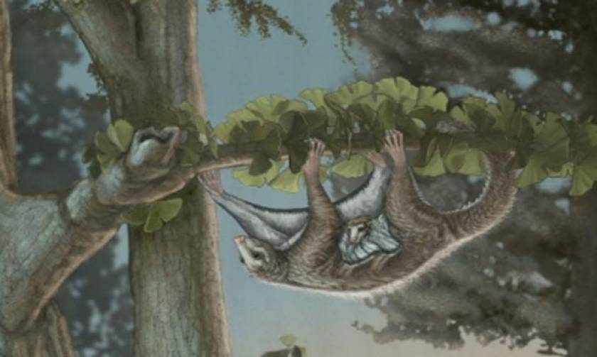 Ανακαλύφθηκαν τα αρχαιότερα θηλαστικά - αιωροπτεριστές που ζούσαν προ 160 εκατ. ετών
