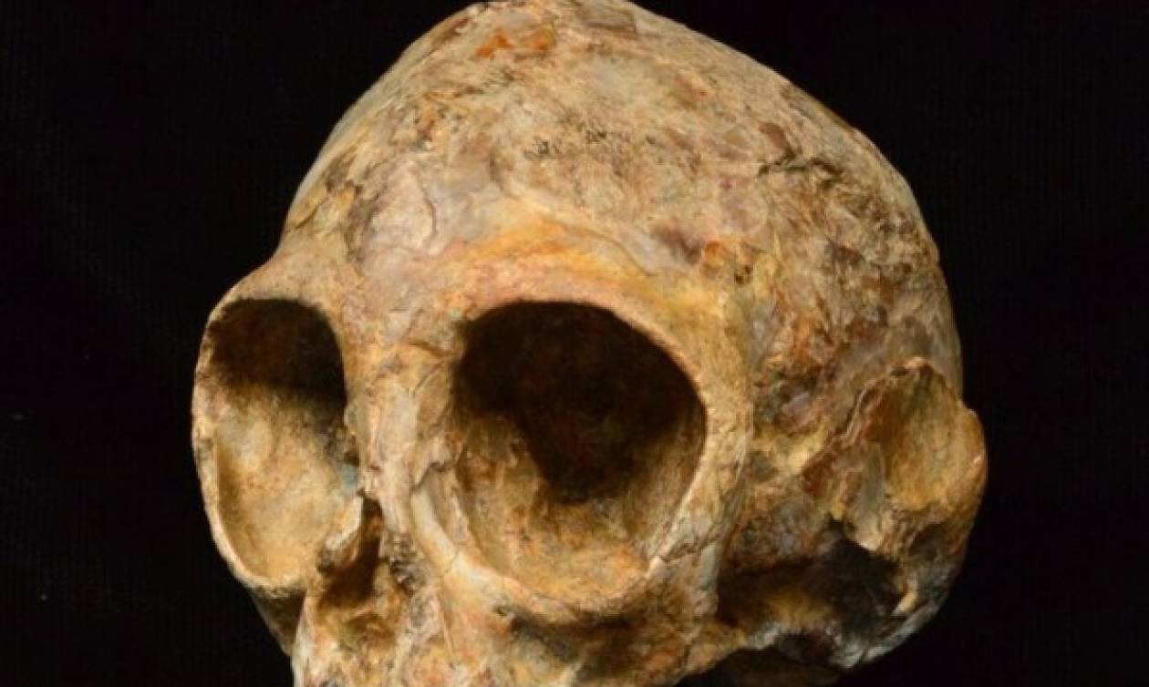 Σπουδαία ανακάλυψη! Βρέθηκε κοινός πρόγονος ανθρώπων και πιθήκων 13 εκατομμυρίων ετών!