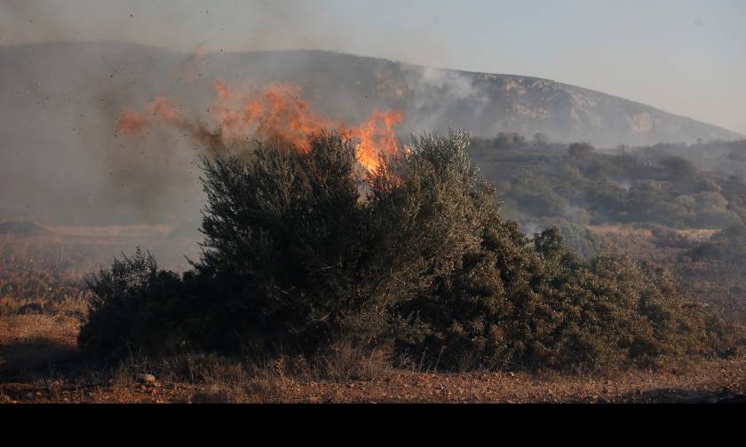 Φωτιά ΤΩΡΑ: Σε ύφεση η πυρκαγιά στα Φάρσαλα