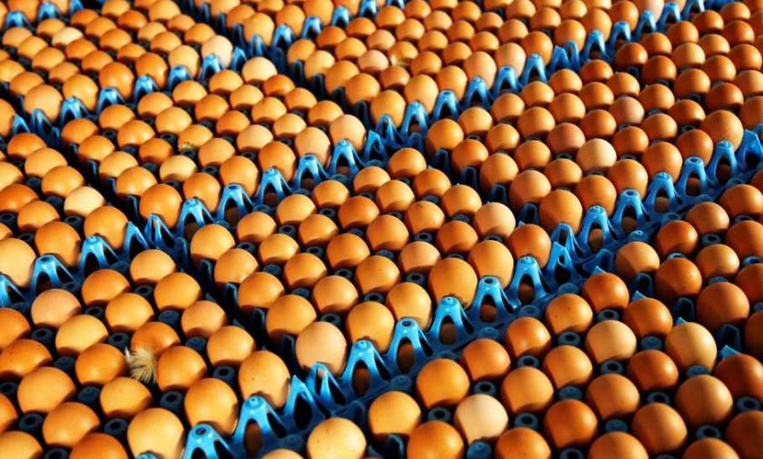 Συναγερμός για τα μολυσμένα αβγά και στην Ισπανία