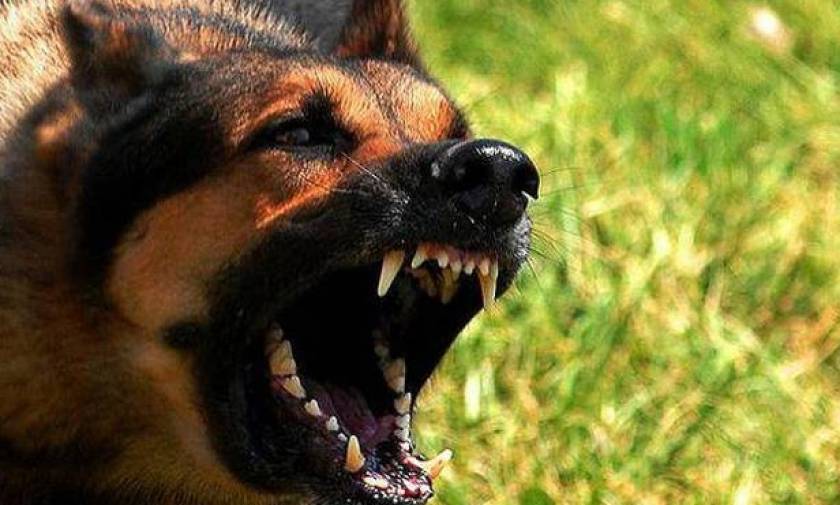 Σκληρές εικόνες: Σκυλιά επιτέθηκαν σε πρώην αστυνομικό - «Ήθελαν να με δαγκώσουν στο λαιμό» (pics)