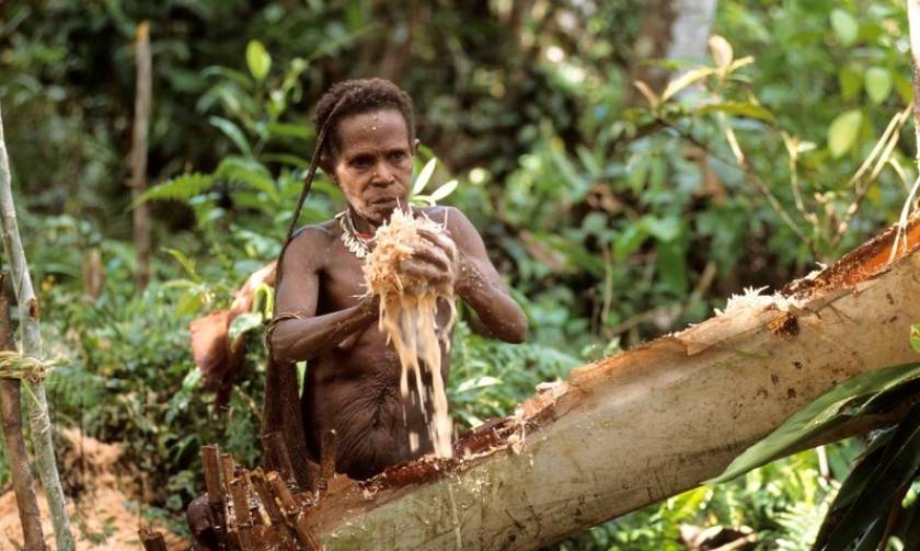 Οι κανίβαλοι της Ινδονησίας: Ζουν πάνω σε δένδρα και τρώνε ανθρώπινη σάρκα