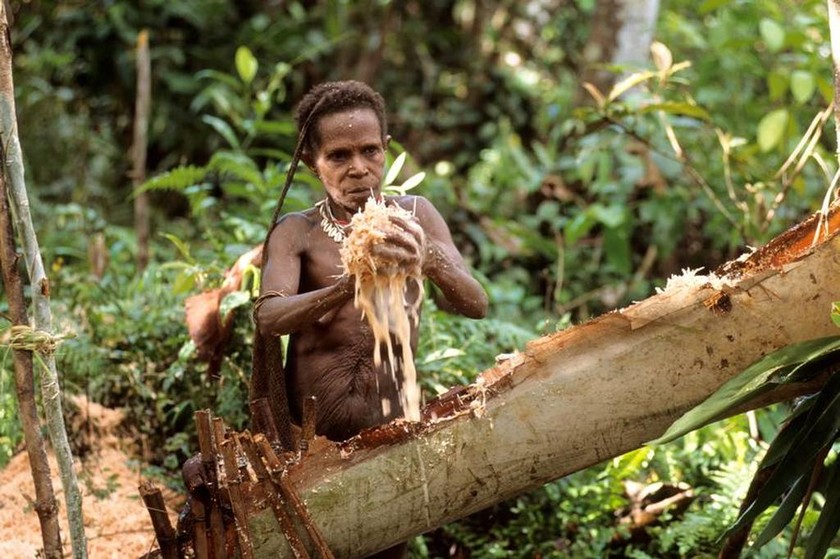 Οι κανίβαλοι της Ινδονησίας: Ζουν πάνω σε δένδρα και τρώνε ανθρώπινη σάρκα