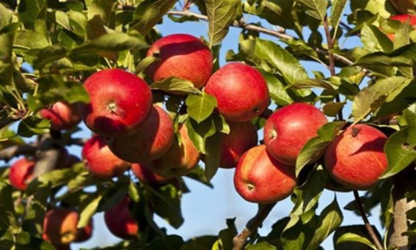 Η... πορεία του πιο διάσημου φρούτου: Πώς δημιουργήθηκαν 7.500 ποικιλίες μήλου!