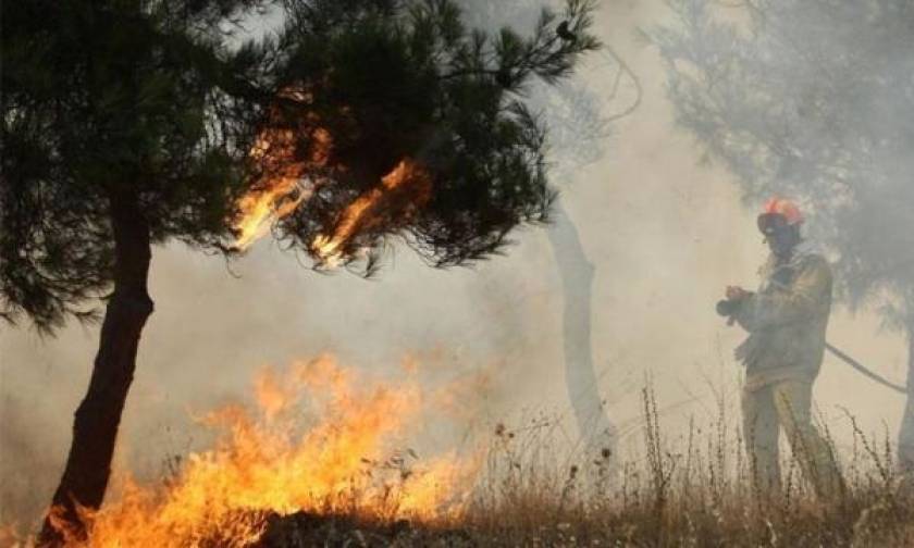 Φωτιά σε δάσικη έκταση στο Καθαροβούνι Άρτας