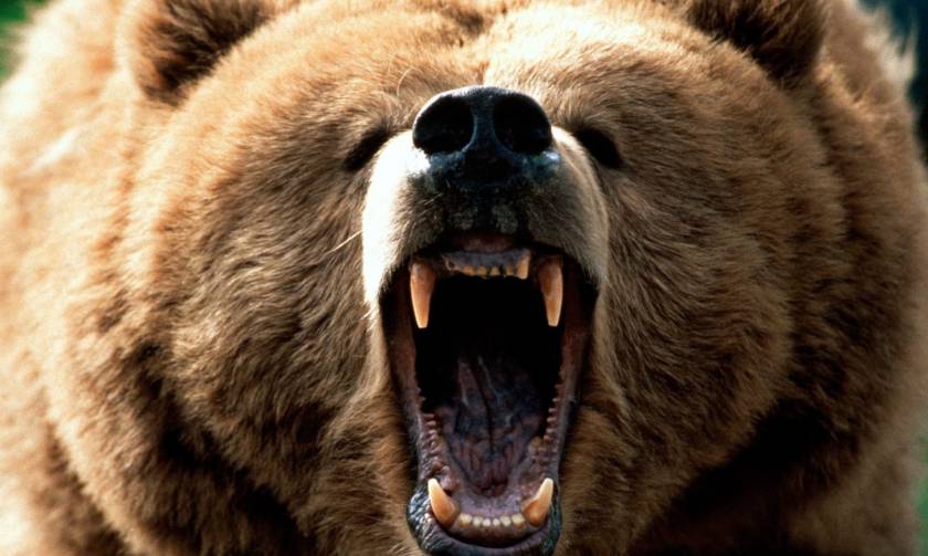 Αρκούδα επιτέθηκε σε άνδρα στη Φλώρινα
