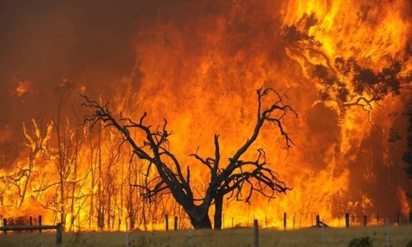 Δέκα χρόνια από τις φονικές φωτιές στην Ηλεία: Το χρονικό της ανείπωτης εθνικής τραγωδίας (vid)
