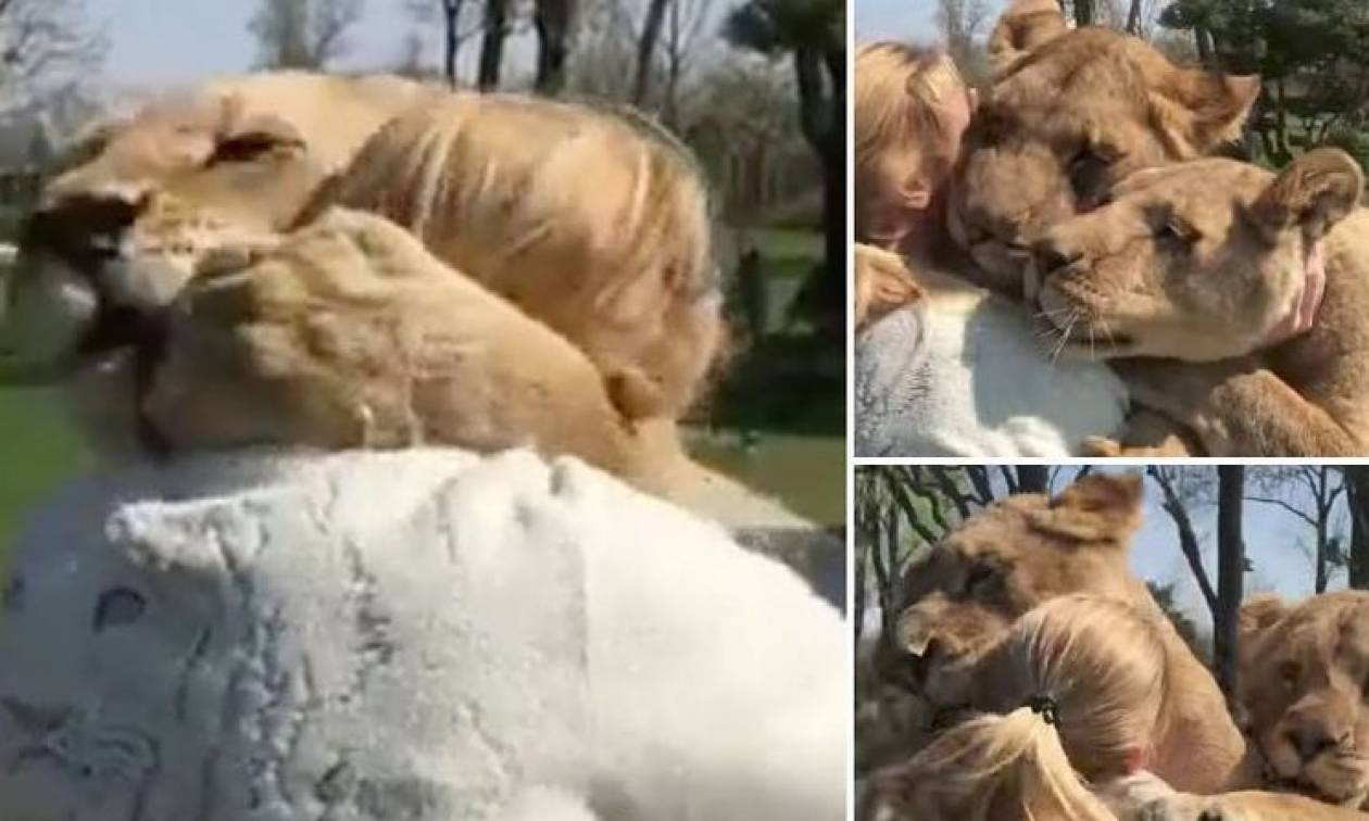 Συγκλονιστικό βίντεο: Η απίστευτη αντίδραση λιονταριών όταν βλέπουν τη γυναίκα που τα μεγάλωσε!
