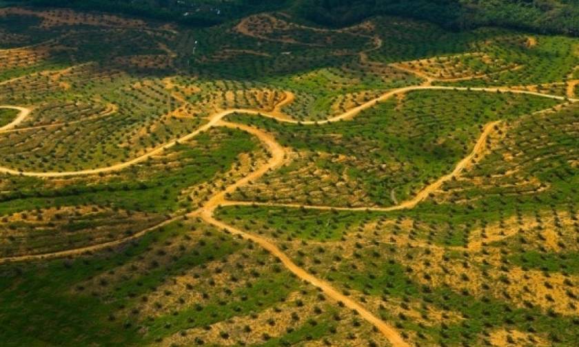 Δενδροφυτεύσεις για την αύξηση παραγωγής του φοινικέλαιου στην Ινδονησία