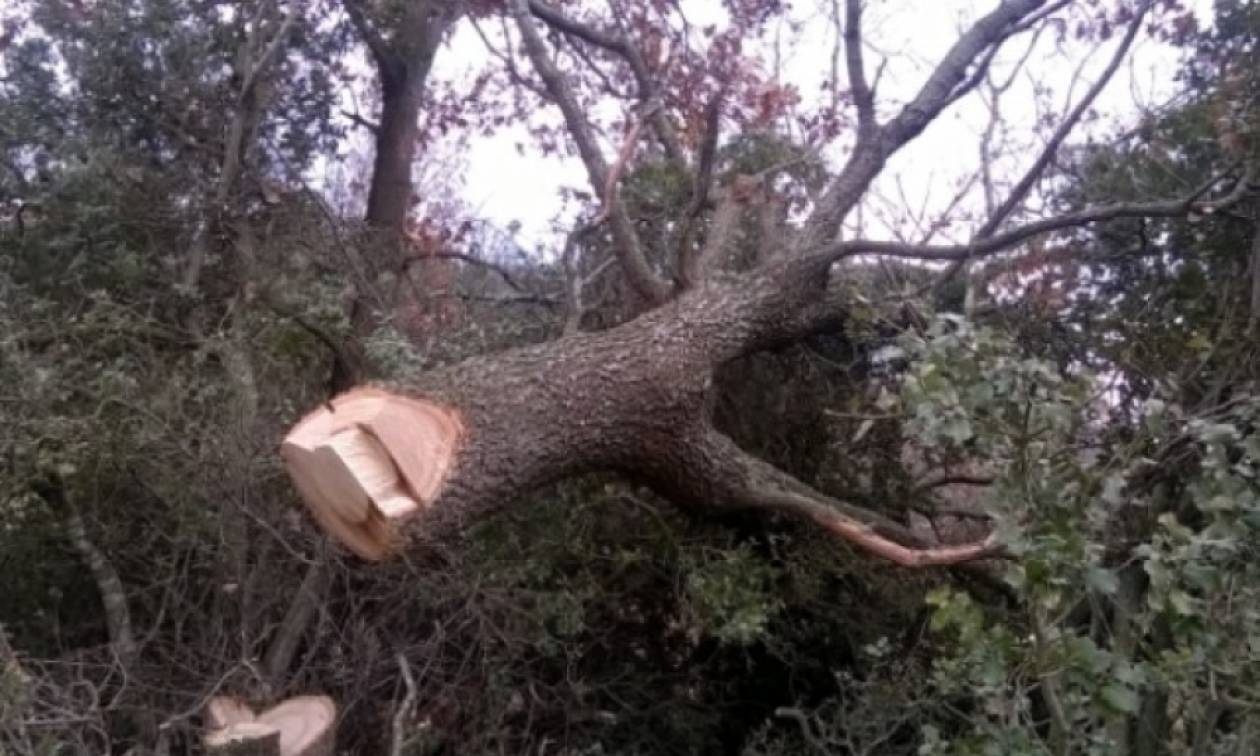 Τραγωδία στη Φθιώτιδα: Τον πλάκωσε το δέντρο που έκοβε