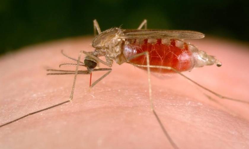 Rare malaria death of girl in northern Italy puzzles doctors