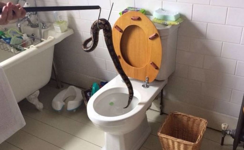 Τρόμος για 5χρονο αγοράκι: Βρήκε έναν πύθωνα μέσα στη λεκάνη της τουαλέτας! (pics)