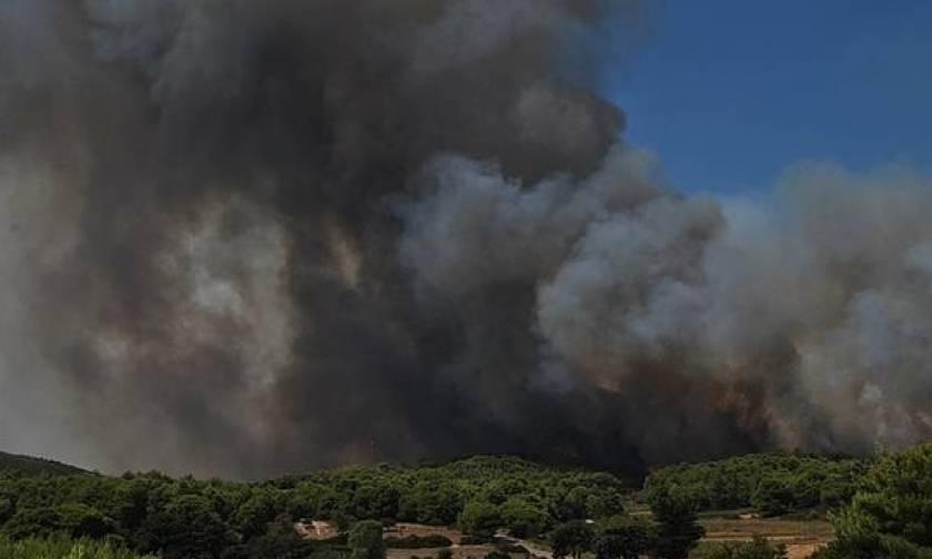 Πυρκαγιά ΤΩΡΑ: Καίγεται πευκοδάσος στην Αλεξανδρούπολη