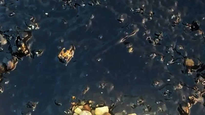 «Κρανίου Τόπος» ο Σαρωνικός: Ξεβράζει δηλητήριο η θάλασσα στη Σαλαμίνα - Ανατριχιαστικές εικόνες 