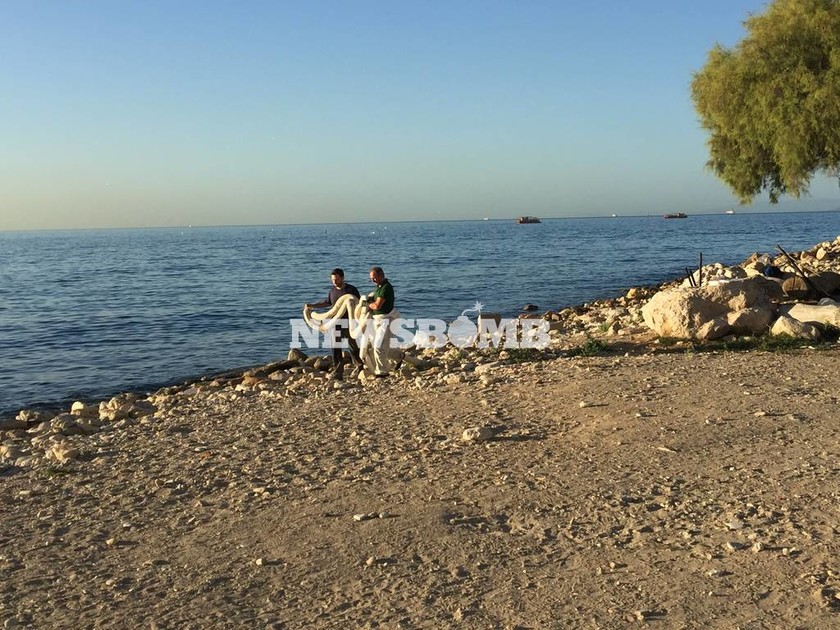 «Νεκρή» θάλασσα ο Σαρωνικός - Οικολογική καταστροφή από τη Σαλαμίνα έως την Πειραϊκή