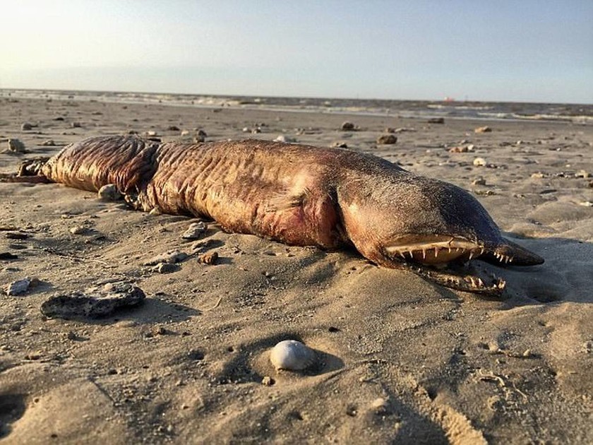 Μυστηριώδες πλάσμα ξεβράστηκε σε παραλία του Τέξας μετά τον τυφώνα Χάρβεϊ! (pics)