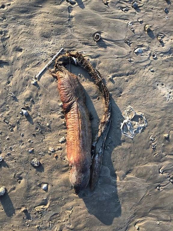 Μυστηριώδες πλάσμα ξεβράστηκε σε παραλία του Τέξας μετά τον τυφώνα Χάρβεϊ! (pics)