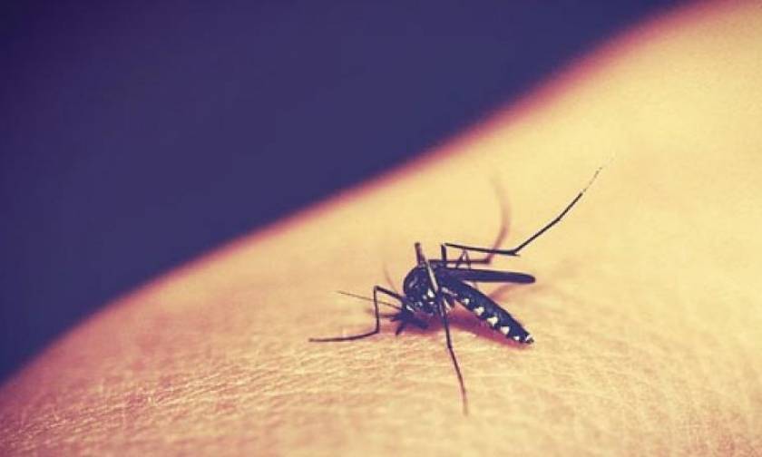 Ιταλία: Συναγερμός στη Ρώμη λόγω ιού που μεταδίδεται από κουνούπια-τίγρεις