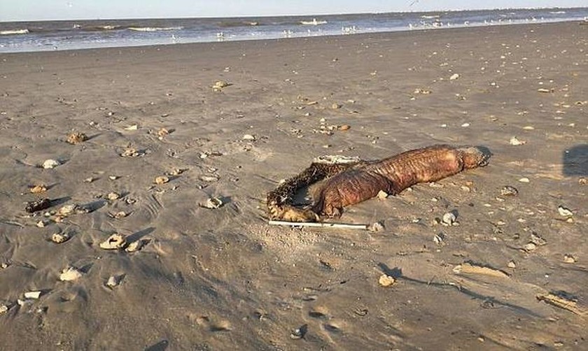 Μυστήριο: Θαλάσσιο τέρας χωρίς μάτια ξεβράστηκε σε παραλία του Τέξας μετά τον τυφώνα Χάρβεϊ! (Pics)