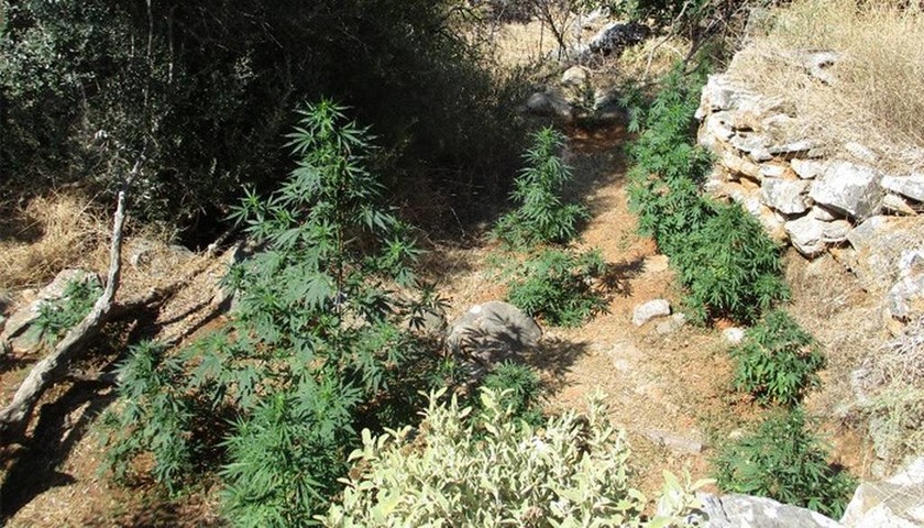 Κρήτη: Εντοπίστηκαν 1.097 δενδρυλλίων κάνναβης στο Μυλοπόταμο - Δύο συλλήψεις (pics)
