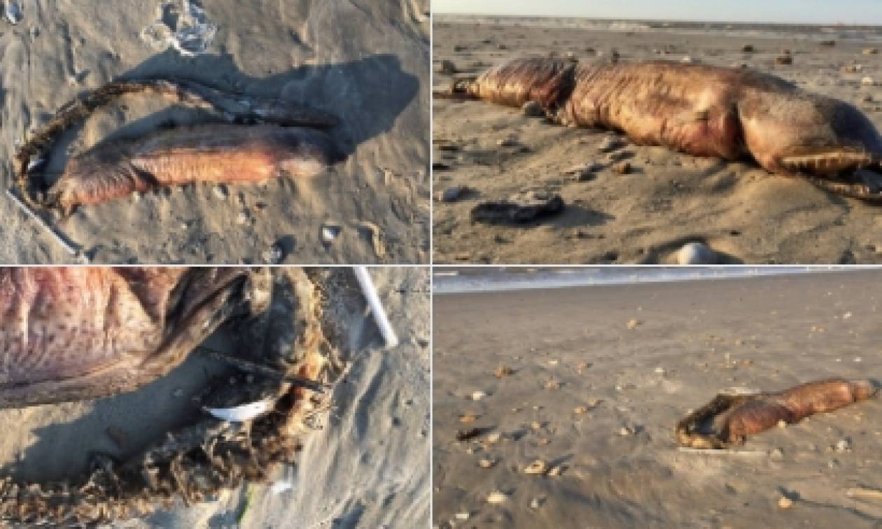Λύση στο μυστήριο: Τι είναι τελικά το θαλάσσιο τέρας που ξεβράστηκε σε παραλία του Τέξας