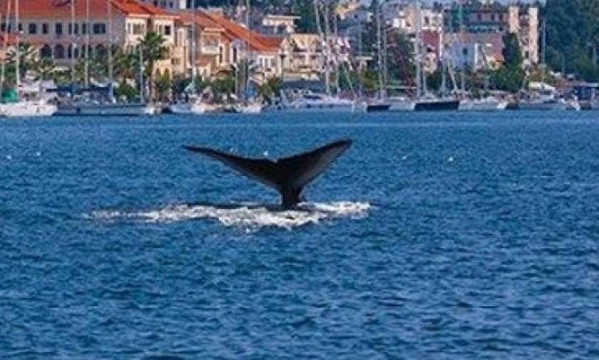 Κρήτη: Συναγερμός στο Λιμενικό για φάλαινα