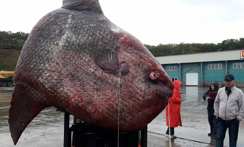 Ρωσία: Έπιασαν ψάρι... γίγαντα βάρους ενός τόνου! (pics)