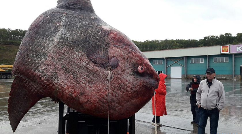 Ρωσία: Έπιασαν ψάρι... γίγαντα βάρους ενός τόνου! (pics)