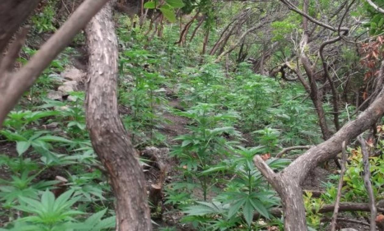 Χανιά: Εντοπίστηκε «ορφανή» φυτεία δενδρυλλίων κάνναβης σε ορεινή περιοχή