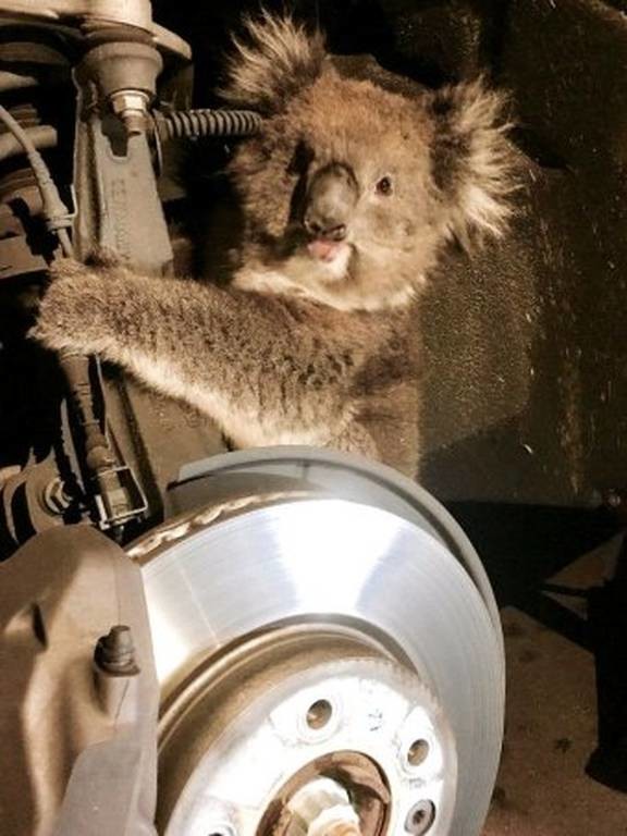 Αυστραλία: Η απίστευτη περιπέτεια ενός κοάλα στον άξονα ενός αυτοκινήτου (pics)