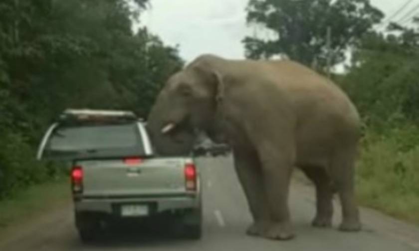 Ελέφαντας όρμηξε σε αυτοκίνητο για να κλέψει φαγητό (vid)