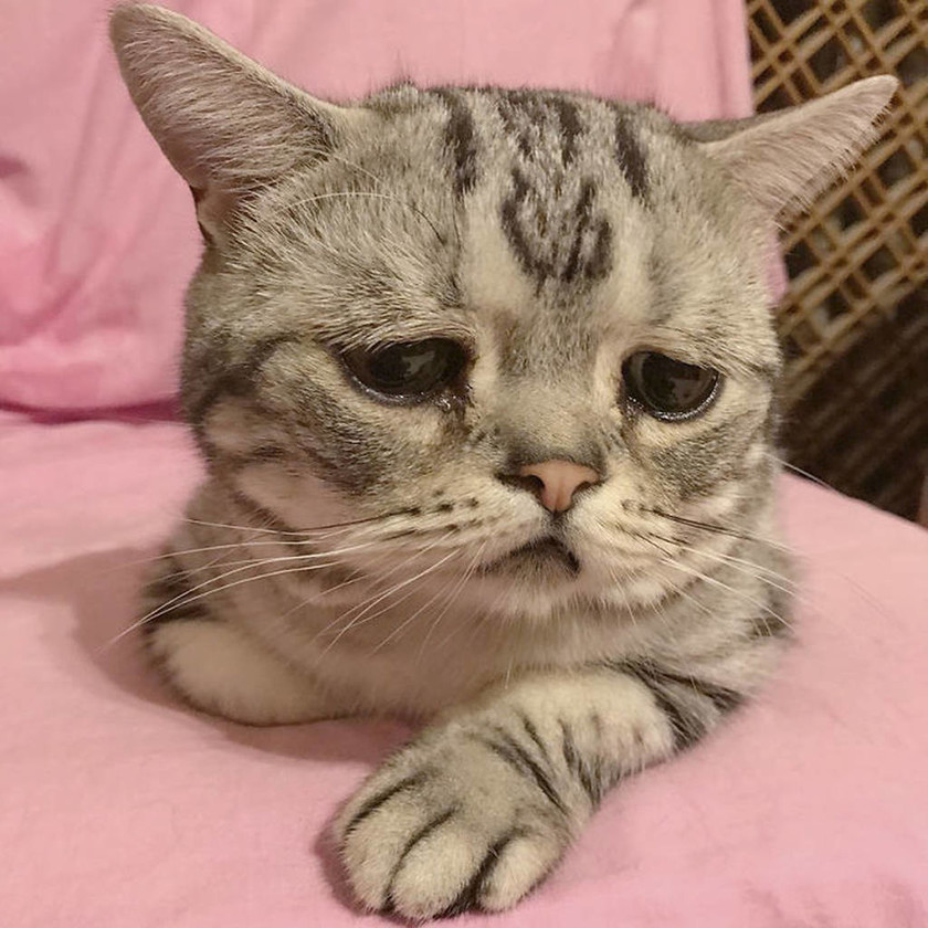 Αυτή είναι η πιο θλιμμένη γάτα που έχετε δει… και θα την αγαπήσετε (pics)