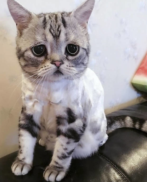 Αυτή είναι η πιο θλιμμένη γάτα που έχετε δει… και θα την αγαπήσετε (pics)