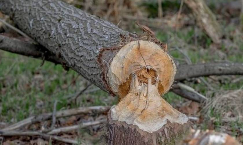 Παραλίγο τραγωδία στη Φθιώτιδα: Τον τραυμάτισε το δέντρο που έκοβε