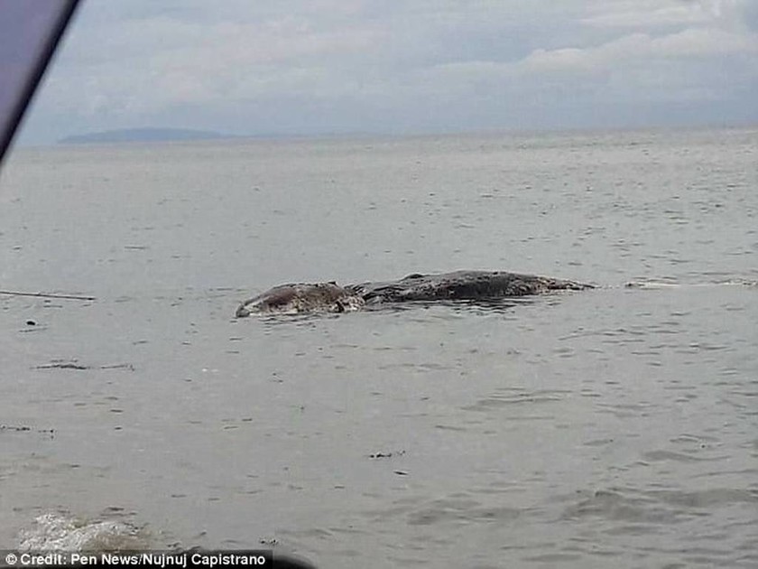 Μυστηριώδες «θαλάσσιο τέρας» ξεβράστηκε σε νησί των Φιλιππίνων (pics+vid)